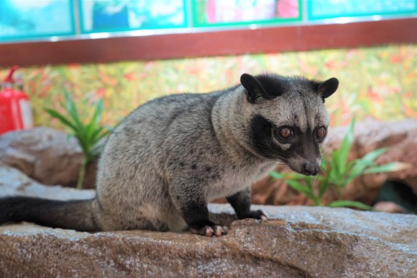 Langkawi Wildlife Park